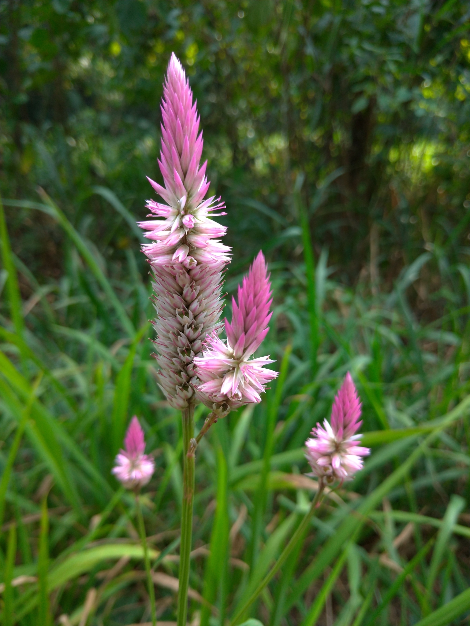 Sean Birk Bek Craig (https://www.inaturalist.org/observations/38042024)